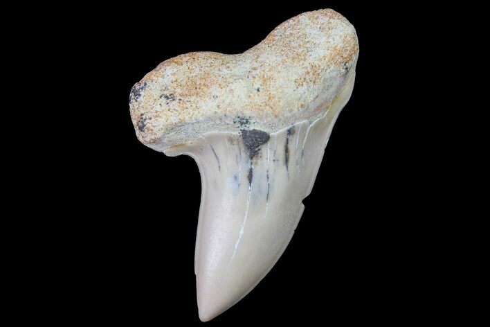 Fossil Shark Tooth (Carcharodon planus) - Bakersfield, CA #178285